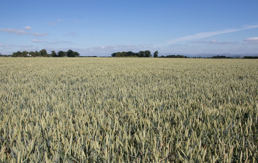 Image showing a crop field of wheat.