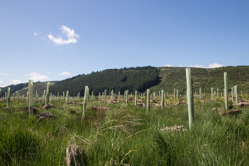 Image showing newly planted trees.