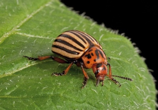 A picture of an adult Colorado Beetle