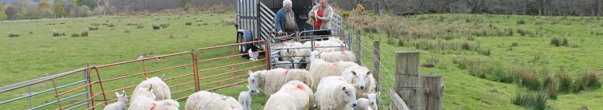 Sheep at market - picture copyright : Alan Fraser