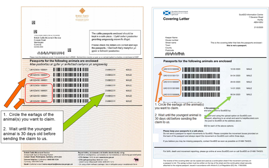 Side by side examples of how to complete the BCMS cattle passport cover letter and a ScotEID passport cover letter.