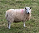 A sheep stood side on to the camera in a grass field, with its face turned to look directly at the camera and a red spray mark on it's back. 
