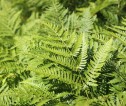 Close up photograph of bracken