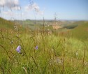 Image of wildflowers in a grass field