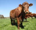 A brown cow with white markings on its nose stood in a grass field looking directly at the camera.