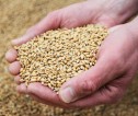 Hands cupping some grain 