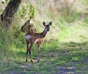 Photograph of a young deer on a grass track