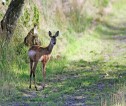 A young deer on a grass track looking back towards the camera under a canopy of trees.