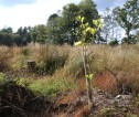 A newly planted tree with a protective cover around the trunk.