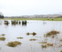 Flooded land in Perthshire, with sheep grazing on grass in the background