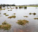 A flooded field