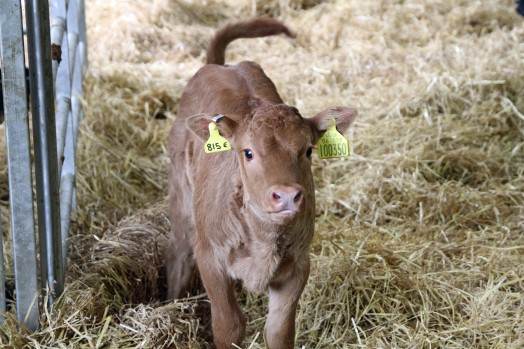 Photo shows a light brown beef calf. The calf has a yellow tag in each ear.