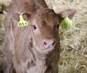 Photo of a light brown beef calf. The calf has a yellow tag in each ear.
