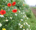 Wildflowers planted along a track