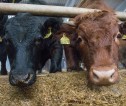 A black and brown cow at a feeder looking directly at the camera.