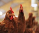 Side profile of a brown feathered chicken with red facial features looking directly into camera.