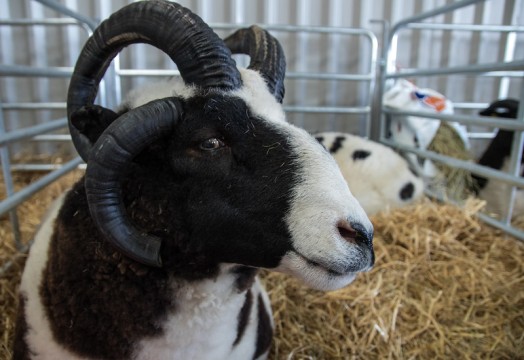 Blackface sheep Blackface sheep