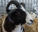 Close up of a sheep in a pen