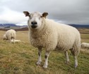 Sheep on a hillside