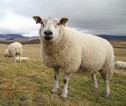 Sheep in a field