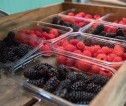Punnets of blackberries and raspberries lined up