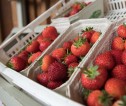 Punnets of strawberries on a shelf.