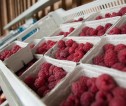 Punnets of raspberries on display