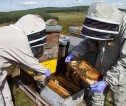 Bee inspectors in full protective suits inspecting beehives.