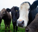 Spring born calve