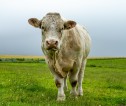 A photograph of a bull in a field.