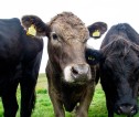 Light brown cow looking directly into camera, it has a yellow tag in each ear and a black cow either side of it.