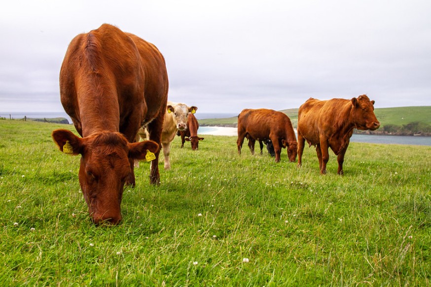 Photo displaying cows in a field.