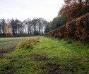 A hedgerow, leading down to a wooded area