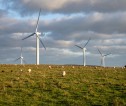 Wind turbines in background of a field of sheep