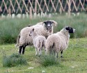 A small group of sheep in a grass field