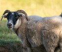 Sheep in a field