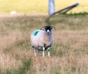 Sheep standing alone in a field