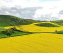 A photograph of a hilly landscape, with patchwork fields. Two fields contain yellow Rapeseed, with other grass fields surrounding them.