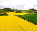 Aerial perspective of grass and rapeseed fields.