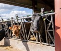 Cattle at a feeding trough in a shed.