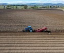 A tractor working in a potato field