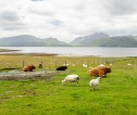 Highland cattle and sheep grazing in a field