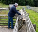 A farmer moving sheep through a gate.