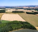 aerial view of fields and trees