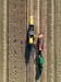 Combine harvester