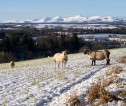 Sheep grazing on a snowy field with snow covered hills in the background.