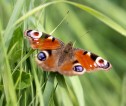 Red, colourful butterfly on grass