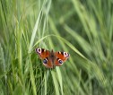 Butterfly in grass