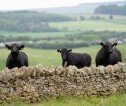 Three cows looking of a stone dyke