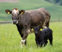 A cow and calf in a grass field